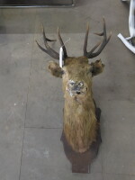 Wall Mounted Taxidermy Stags Head. NOTE: damage to nose/ears etc (As Viewed/Pictured).