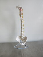 Classic Flexible Spine Model. Comes with 3 Part Stand for Spinal Column. Size H85cm.