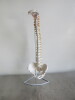 Classic Flexible Spine Model. Comes with 3 Part Stand for Spinal Column. Size H85cm.