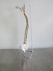 Classic Flexible Spine Model. Comes with 3 Part Stand for Spinal Column. Size H85cm. - 2