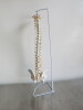 Classic Flexible Spine Model. Comes with 3 Part Stand for Spinal Column. Size H85cm. - 3