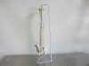 Classic Flexible Spine Model. Comes with 3 Part Stand for Spinal Column. Size H85cm. - 4