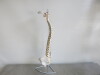 Classic Flexible Spine Model. Comes with 3 Part Stand for Spinal Column. Size H85cm. - 5