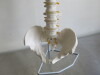 Classic Flexible Spine Model. Comes with 3 Part Stand for Spinal Column. Size H85cm. - 7