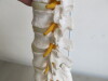 Classic Flexible Spine Model. Comes with 3 Part Stand for Spinal Column. Size H85cm. - 8