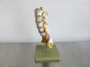 Adam Rouilly Lumbar Vertebral Column Mounted on Green Base, Size H35cm.