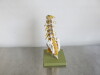 Adam Rouilly Lumbar Vertebral Column Mounted on Green Base, Size H35cm. - 4