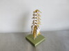 Adam Rouilly Lumbar Vertebral Column Mounted on Green Base, Size H35cm. - 5