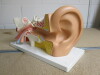 3B Scientific Desktop Ear Model. - 2