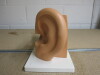 3B Scientific Desktop Ear Model. - 3