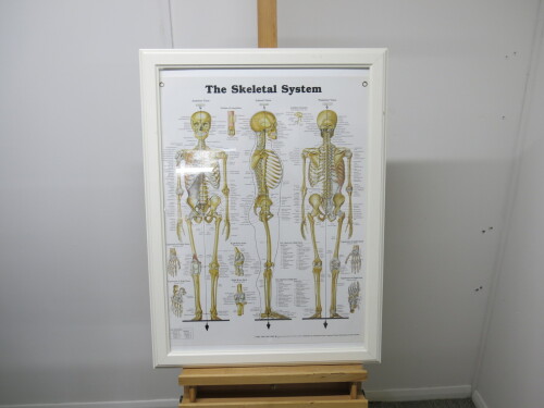 Ikea Virserum Frame & Glazed Anatomical Chart Company "The Skeletal System" Print, Size H78 x W58cm.