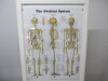 Ikea Virserum Frame & Glazed Anatomical Chart Company "The Skeletal System" Print, Size H78 x W58cm. - 2