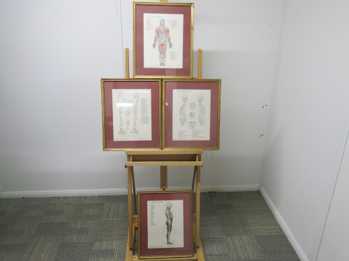 4 x Framed, Glazed & Mounted Wolfe Medical Publication Prints to Include; 1 x Muscles Posterior Aspect, 1 x Joints of the Lower Limb, 1 x Joints of the Head & Spine & 1 x Skelton Lateral Aspect. Size H44 x w35cm