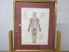 4 x Framed, Glazed & Mounted Wolfe Medical Publication Prints to Include; 1 x Muscles Posterior Aspect, 1 x Joints of the Lower Limb, 1 x Joints of the Head & Spine & 1 x Skelton Lateral Aspect. Size H44 x w35cm - 2