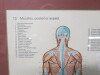 4 x Framed, Glazed & Mounted Wolfe Medical Publication Prints to Include; 1 x Muscles Posterior Aspect, 1 x Joints of the Lower Limb, 1 x Joints of the Head & Spine & 1 x Skelton Lateral Aspect. Size H44 x w35cm - 3