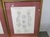 4 x Framed, Glazed & Mounted Wolfe Medical Publication Prints to Include; 1 x Muscles Posterior Aspect, 1 x Joints of the Lower Limb, 1 x Joints of the Head & Spine & 1 x Skelton Lateral Aspect. Size H44 x w35cm - 7