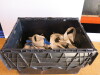 Crate Containing Quantity of Medium Duty Ratchet Strops. - 6