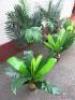 5 x Faux Office Plants. - 2
