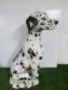 Boxer Passano, Made in Italy China Dalmatian Dog, 80cm Tall in a Sitting Pose. - 2