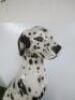 Boxer Passano, Made in Italy China Dalmatian Dog, 80cm Tall in a Sitting Pose. - 3