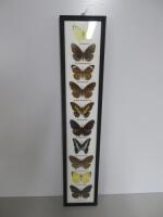 Framed, Glazed & Mounted Set of 10 Butterflies, Size 67 x 13cm.