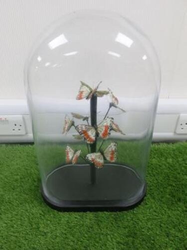 Large Curved Glass Dome with Paper Butterflies, Size H52 x W30cm.