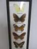 Framed, Glazed & Mounted Set of 10 Butterflies, Size 67 x 13cm. - 2