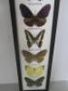 Framed, Glazed & Mounted Set of 10 Butterflies, Size 67 x 13cm. - 3