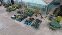 Area in Front of Greenhouses & Polytunnels to Include: 5 x Apple Trees, 80 x Bamboo, 49 x Crates on Pallets of Fruit Bushes, 10 x Pallets of Fruit Bushes, 10 x Larger Pear Trees, 100 x Apple & Pear Trees on Pallets. NOTE: Quantity & description is provide