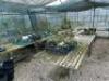 Smaller Poly Tunnel (Covered) to Include: Approx 100 x Fig, 60 x Assorted Other Trees. NOTE: Quantity & description is provided for guidance only. Buyers must satisfy themselves as to all quantities and descriptions. - 3