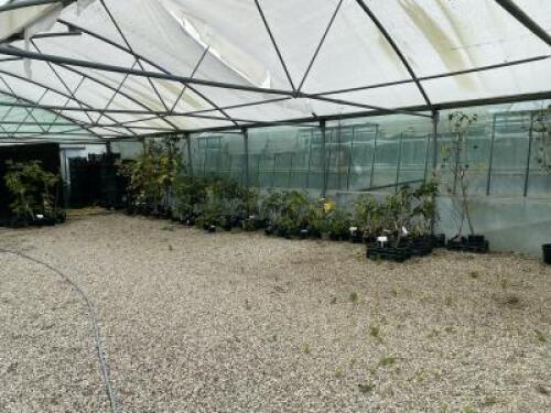Smaller Poly Tunnel (Covered) to Include: Approx 100 x Fig, 60 x Assorted Other Trees. NOTE: Quantity & description is provided for guidance only. Buyers must satisfy themselves as to all quantities and descriptions.