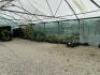 Smaller Poly Tunnel (Covered) to Include: Approx 100 x Fig, 60 x Assorted Other Trees. NOTE: Quantity & description is provided for guidance only. Buyers must satisfy themselves as to all quantities and descriptions.