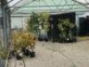 Smaller Poly Tunnel (Covered) to Include: Approx 100 x Fig, 60 x Assorted Other Trees. NOTE: Quantity & description is provided for guidance only. Buyers must satisfy themselves as to all quantities and descriptions. - 2