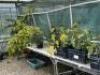 Smaller Poly Tunnel (Covered) to Include: Approx 100 x Fig, 60 x Assorted Other Trees. NOTE: Quantity & description is provided for guidance only. Buyers must satisfy themselves as to all quantities and descriptions. - 4