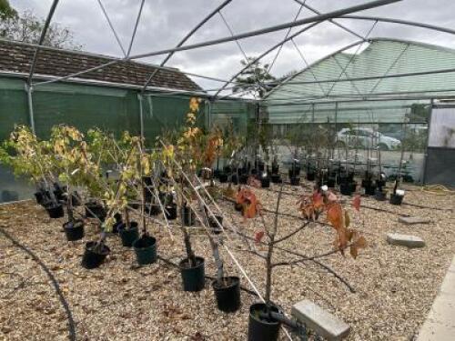 Smaller Poly Tunnel (Open Top) to Include: 100 x Fruit Bushes, 80 x Gages, Plum, Mirabelle's, Cherry & Peach Trees. NOTE: Quantity & description is provided for guidance only. Buyers must satisfy themselves as to all quantities and descriptions.