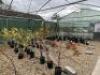 Smaller Poly Tunnel (Open Top) to Include: 100 x Fruit Bushes, 80 x Gages, Plum, Mirabelle's, Cherry & Peach Trees. NOTE: Quantity & description is provided for guidance only. Buyers must satisfy themselves as to all quantities and descriptions.