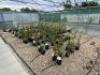 Smaller Poly Tunnel (Open Top) to Include: 100 x Fruit Bushes, 80 x Gages, Plum, Mirabelle's, Cherry & Peach Trees. NOTE: Quantity & description is provided for guidance only. Buyers must satisfy themselves as to all quantities and descriptions. - 2