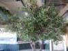 Large Faux Olive Tree in Grey Planter. Approx Height 2.50m. - 2