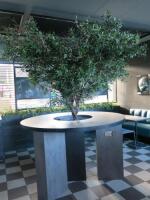 Large Faux Olive Tree in Grey Planter. Approx Height 2.50m.