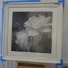 Framed Oil Glazed Canvas Print of White Roses. Size 97 x 97cm