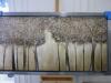 Grey Box Framed Varnished Oil on Canvas Print, Woodland Scene. K.Williams. Size 92 x 170cm