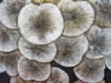 Mixed Media on Canvas Artwork with Round Leafs in Silvers, Browns & Black. Size 100 x 100cm. - 2