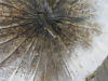 Mixed Media on Canvas Artwork with Round Leafs in Silvers, Browns & Black. Size 100 x 100cm. - 3