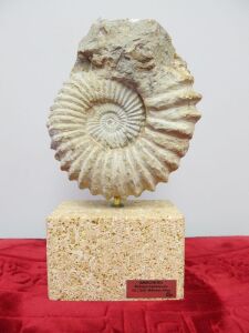 Statue of Fossil on Stone Plynth by Ebano. H24cm.