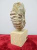 Statue of Fossil on Stone Plynth by Ebano. H24cm. - 2