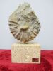 Statue of Fossil on Stone Plynth by Ebano. H24cm. - 3