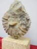 Statue of Fossil on Stone Plynth by Ebano. H24cm. - 4