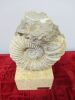 Statue of Fossil on Stone Plynth by Ebano. H24cm. - 7