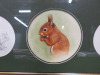 Framed & Glazed Fine Art Print of a Colour and 2 Pencil Sketches of Squirrels. Size 70 x 32cm.