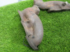 2 x V6 Exhaust Manifold N/S & OS. - 2